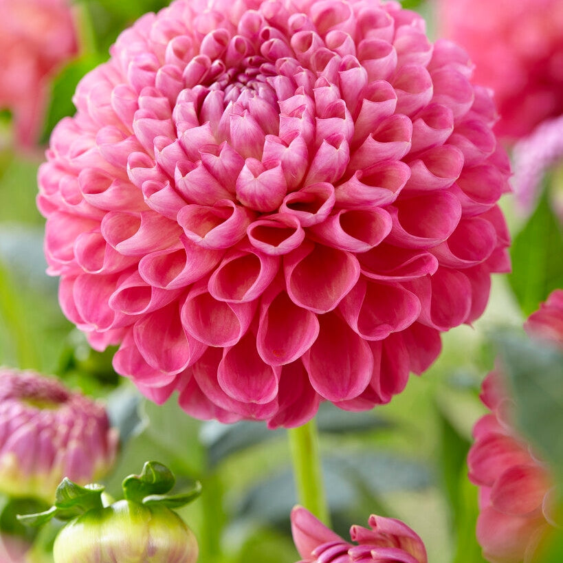 Dahlia Boll Jowey Frambo 1-pakning